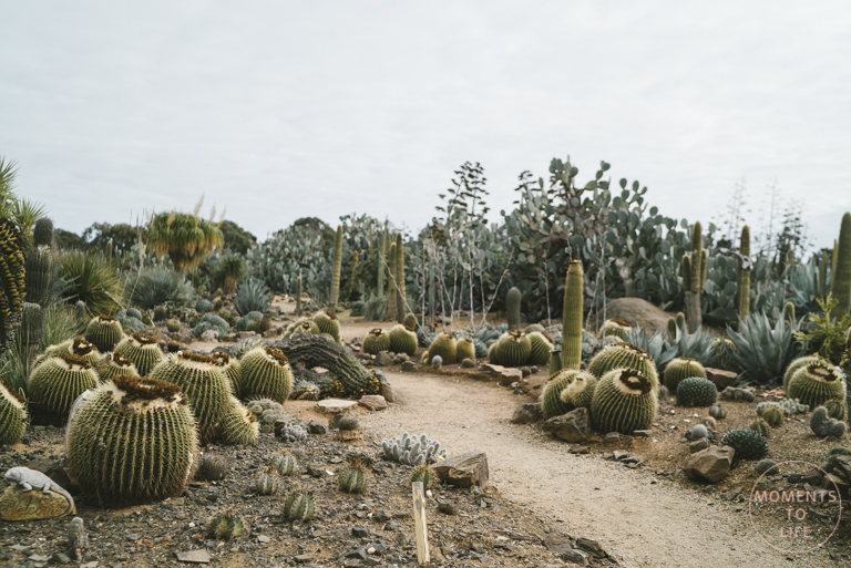 Cactus Country Wedding Photography (5 of 5)